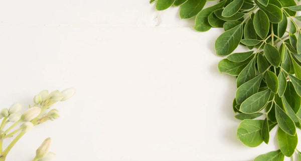 Moringa - Ein Superfood für Haut, Haare und mehr: Richtige Einnahme und Vorteile
