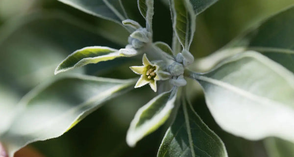 Ashwagandha und Schlaf: Ein natürlicher Weg zur Verbesserung der Schlafqualität