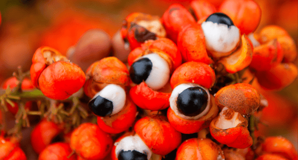 Guarana vs. Kaffee