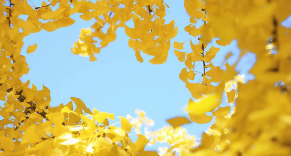 Ginkgo: Anwendung, Wirkung und Unterschiede zu Ginseng