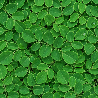Moringa